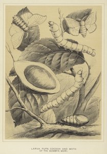 Bombyx mori