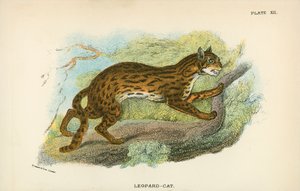 leopar-kedi by English School