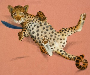 leopar yavrusu by English School