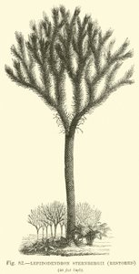 Lepidodendron Sternbergh, restore edildi by English School