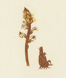 Küçük Süpürgeotu, Orobanche Minor (renkli lito) by English School