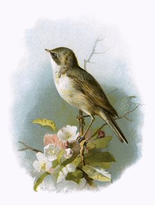 Küçük Whitethroat