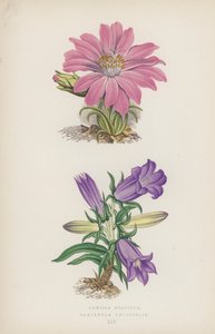 Lewisia Rediviva; Campanula Longifolia (renkli taş) by English School