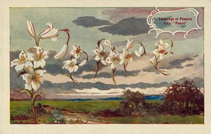 Zambak çiçeklerin dilinde barış anlamına gelir (renkli lito) by English School