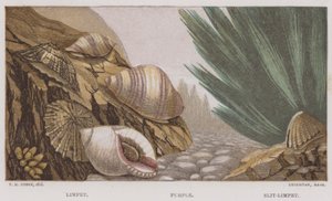 Limpet, Mor, Yarık-Limpet (renkli litho) by English School