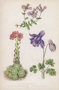 Linaria Origanifolia; Sempervivum Arachnoideum; Aquilegia Pyrenaica (renkli lito) by English School