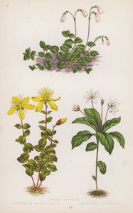 Linnaea Borealis; Hypericum Nummularium; Trientalis Europaea (renkli lito) by English School