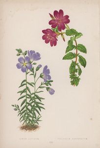 Linum Alpinum; Epilobium Obcordatum (renkli lito) by English School