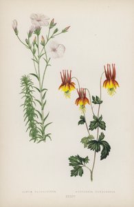 Linum Salsoloides; Aquilegia Canadensis (renkli taş) by English School