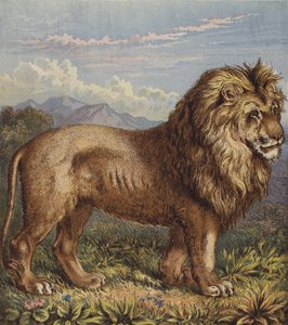 Aslan (renkli taş) by English School