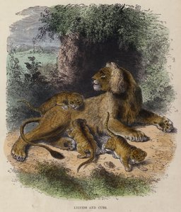 Lioness ve Cubs (renkli gravür) by English School