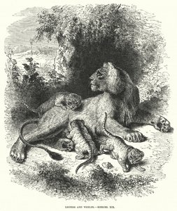 Lioness ve Whelps, Ezekiel XIX (gravür) by English School