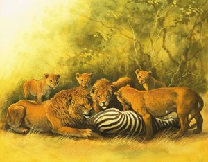 Bir zebra leşiyle beslenen aslanlar