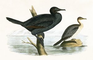 Little Cormorant, illustration from 