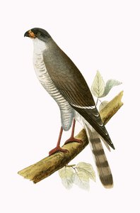 Little Red Billed Hawk, illustration from 