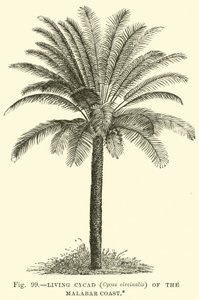 Malabar Sahilinde Yaşayan Cycad (Cycas circinalis) by English School