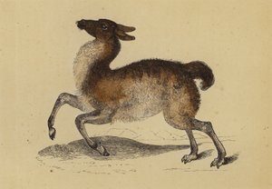 Lama (renkli lito) by English School