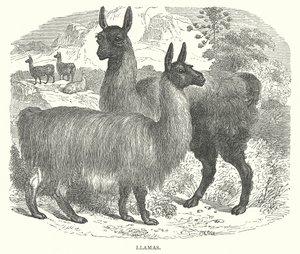 Alevler (gravür) by English School
