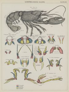 Istakoz, Homarus Vulgaris (renkli lito) by English School
