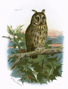 Uzun kulaklı baykuş