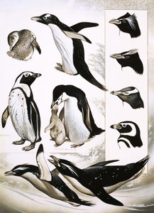 Doğaya Bakmak: Spheniscidae Penguenleri Nelerdir! by English School