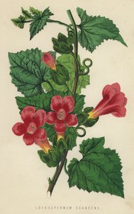 Lophospermum Scandens (chromolitho) by English School