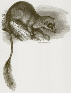 Lowes Ptilocercus, Cassells Doğa Tarihinden bir çizim by English School