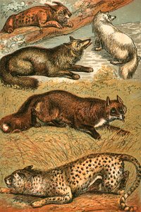Lynx, Cross Fox, Arctic Fox, Common Fox ve Cheetah by English School