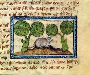 MS 379 f.12r Bir toprak tümseği üzerine çömelmiş bir kedi, bir Bestiary