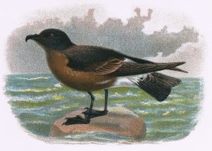 Petrel ağacı
