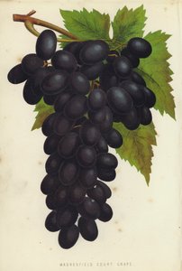 Madresfield Mahkemesi Üzümü by English School