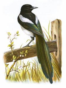 saksağan
