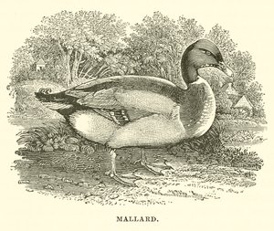 Yeşilbaş (gravür) by English School