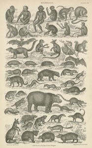 Mammalia (gravür) by English School