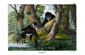 mandril by English School