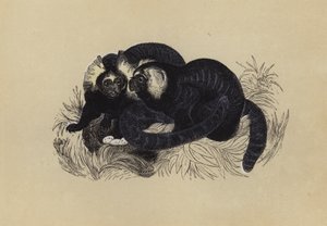 Marmozet (renkli lito) by English School