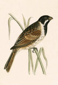 Marsh Bunting, Charles Robert Bree (1811-86) tarafından 