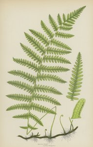 Marsh Fern (renkli lito) by English School