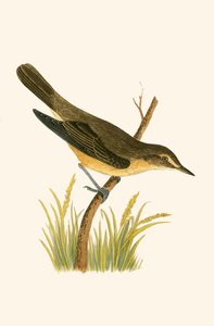 Marsh Warbler, Charles Robert Bree (1811-86) tarafından 