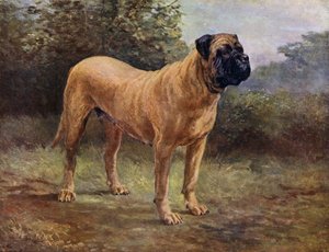 Mastiff Köpeği Şampiyonu Elgiva, KCSB 1363 A (renkli taş baskı) by English School