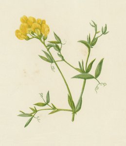 Çayır Fiğ Yavrusu, Lathyrus Pratensis (renkli litho) by English School