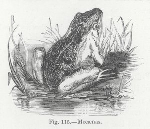 Mecaenas (gravür) by English School