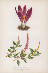 Merendera Bulbocodium; Polygonum Vaccinifolium (renkli lito) by English School