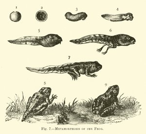 Kurbağanın Metamorfozu by English School