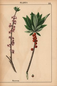 Kırmızı meyveler ve pembe çiçekler ile Mezereon.  , "Öğretici Resimli Kitap veya Sebze Dünyasından Dersler"den [Charlotte Mary Yonge], Edinburgh by English School