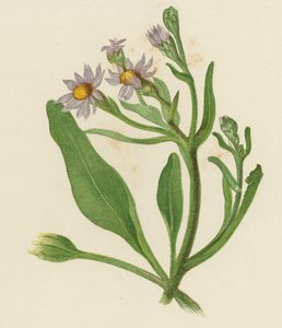 Michaelmas Daisy, Aster Tripolium (renkli taş) by English School