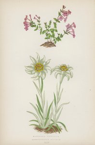 Micomeria Piperella; Leontopodium Alpinum (renkli lito) by English School