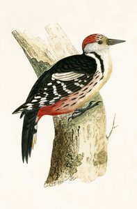 Orta Benekli Ağaçkakan, Charles Robert Bree (1811-86) tarafından 