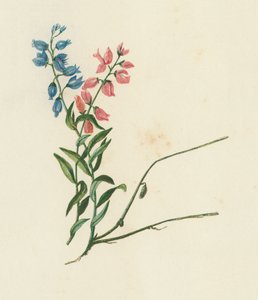 Süt otu, Polygala Vulgaris (renkli lito) by English School