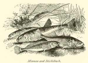 Minnow ve Stickleback by English School